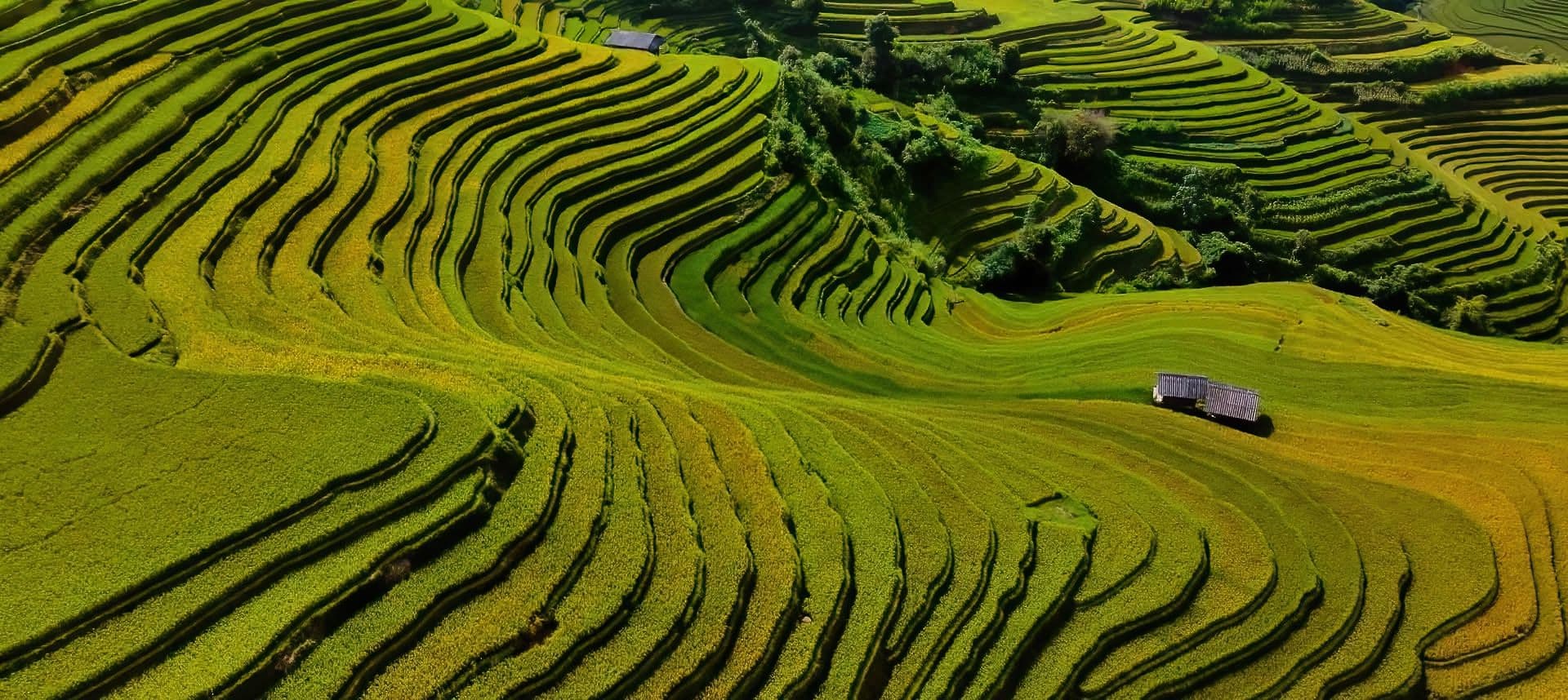 Mu Cang Chai Rice Terraces