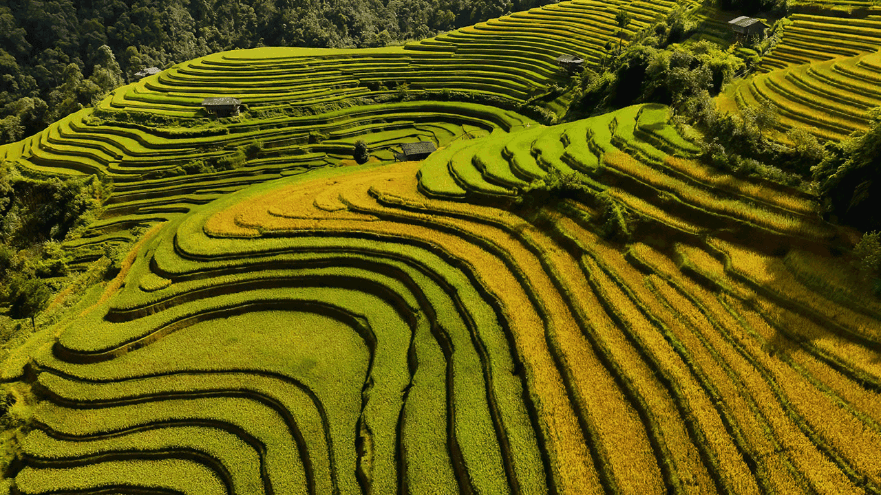 Mu Cang Chai Rice Terraces