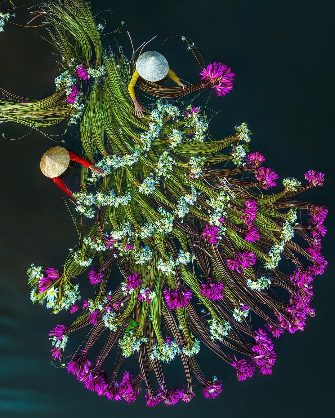 KP_Mekong_water-lilies.JPG