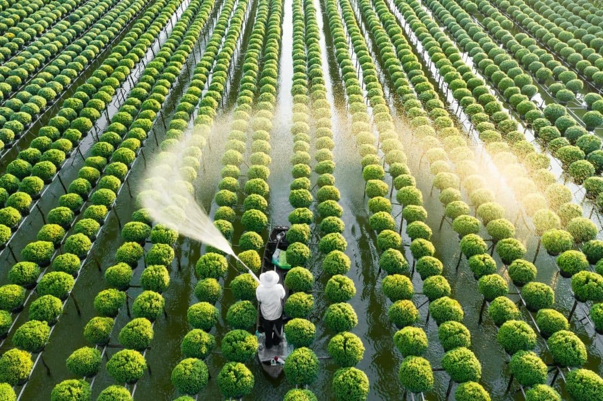 The flower nurseries in Sa Dec city are also the most famous, especially during the time of Tet. (Source: Internet)