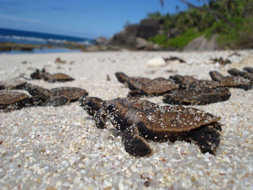 June is the best time of the year to travel to Con Dao - Vietnam to see turtles laying eggs (Source: Internet)