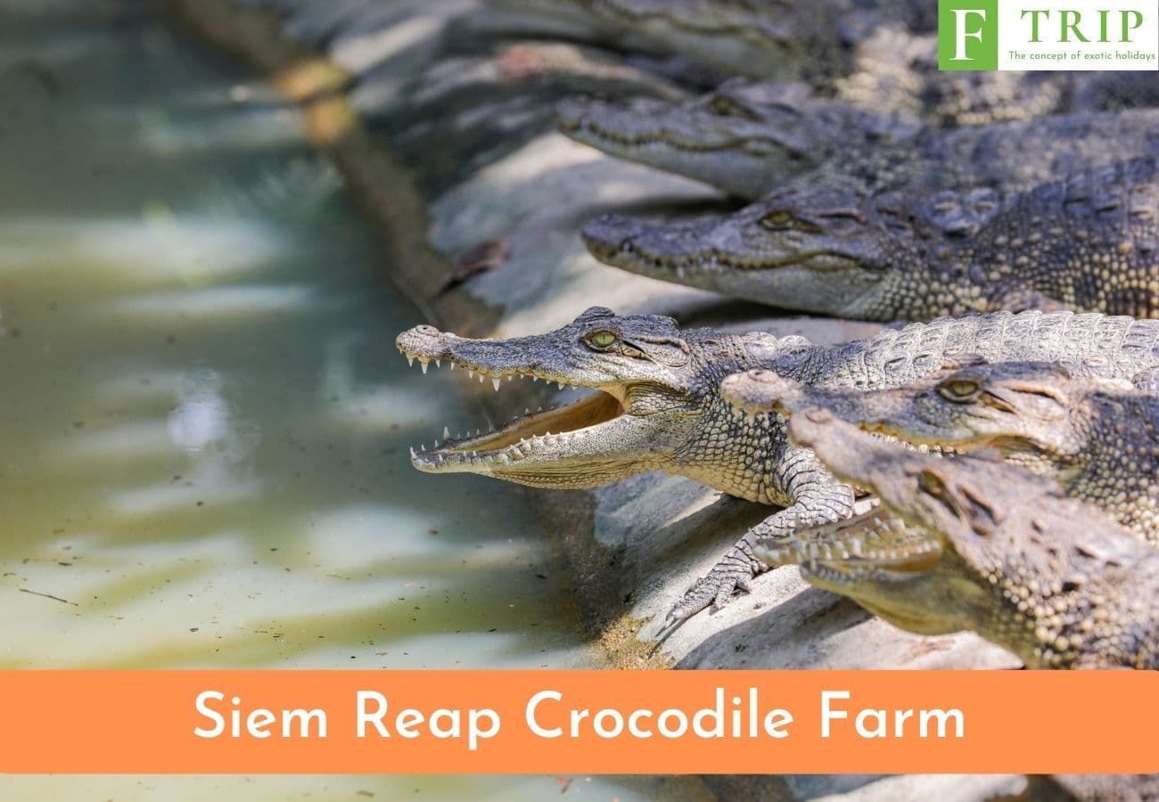 Siem Reap Crocodile Farm (Source: Internet)