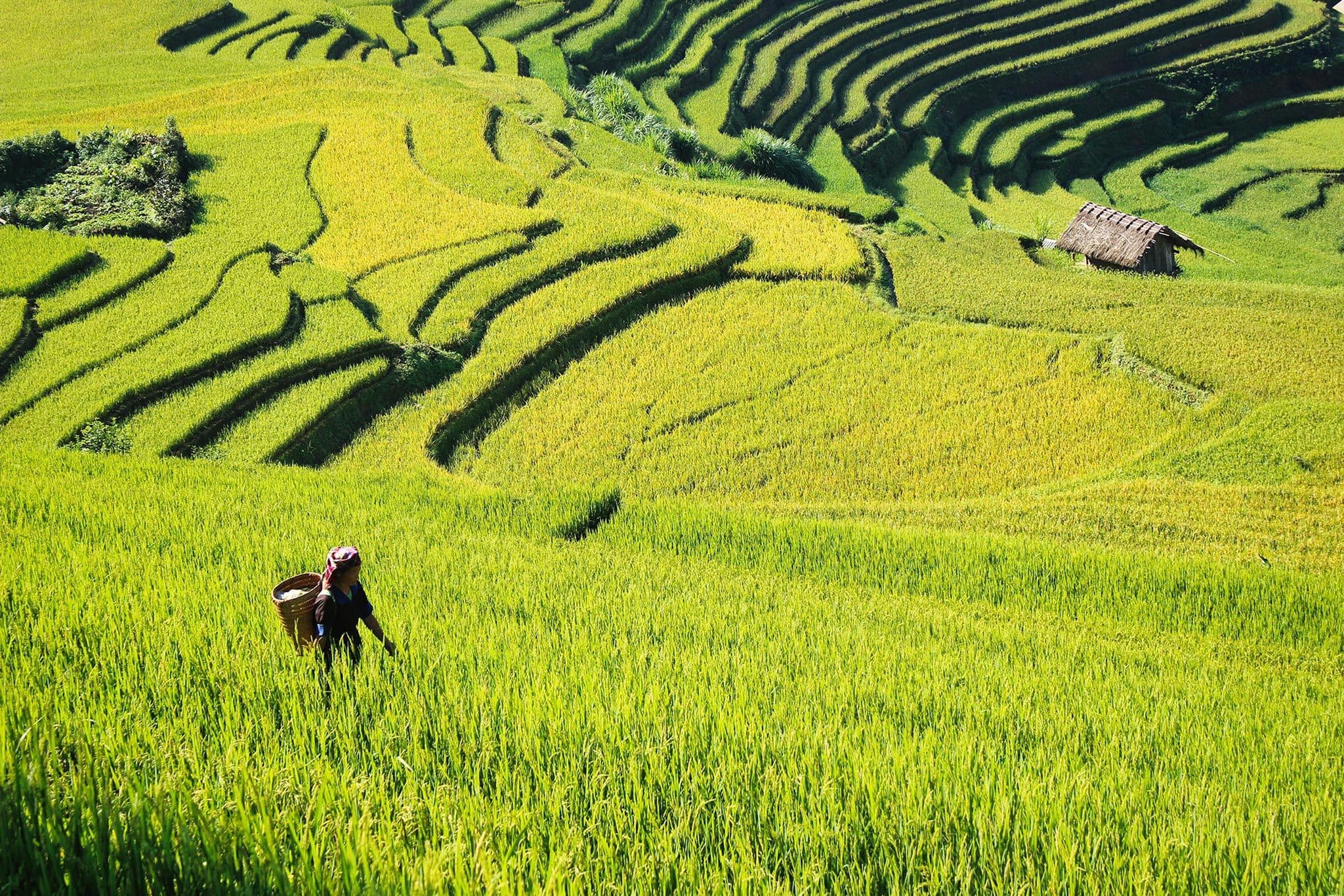 Mu Cang Chai Rice Terraces