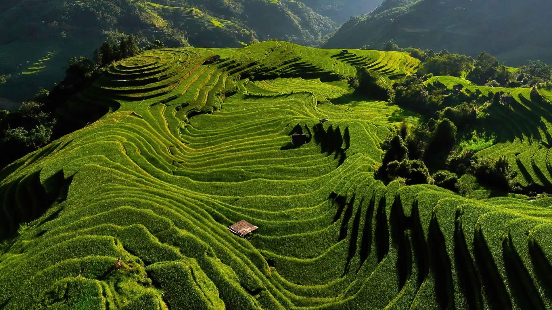 Hoang Su Phi Rice Terraces
