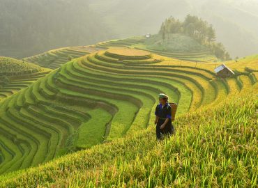 Rice fields on the morning time of Mu Cang Chai, YenBai, Vietnam.