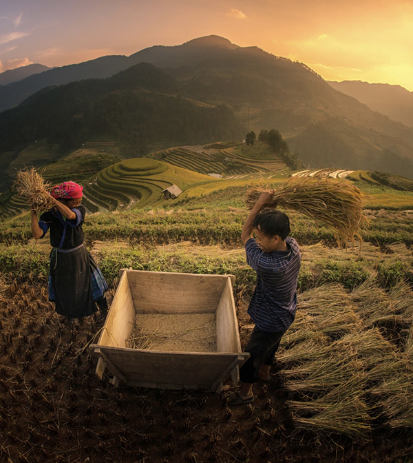 Hmong tribe harvest rice on terraces