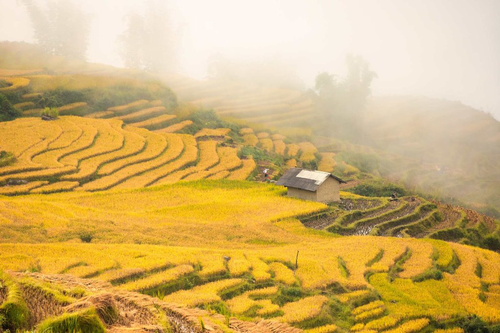  biggest valley of rice terraced fields in Vietnam