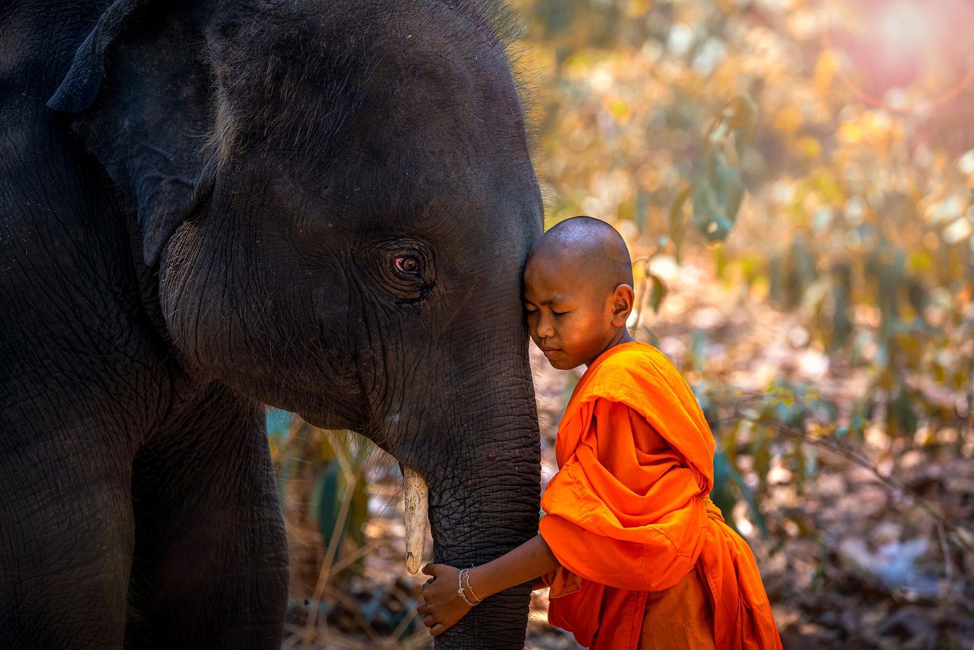 Laos_elephant_monk_luminousvietnam_phototour_travelphotography